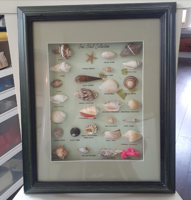 Framed shadow box Sea Shell Collection - nautical coastal beach in Arts & Collectibles in Markham / York Region