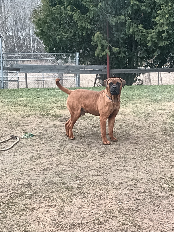 Gorgeous Bullmastiff in Dogs & Puppies for Rehoming in Sudbury