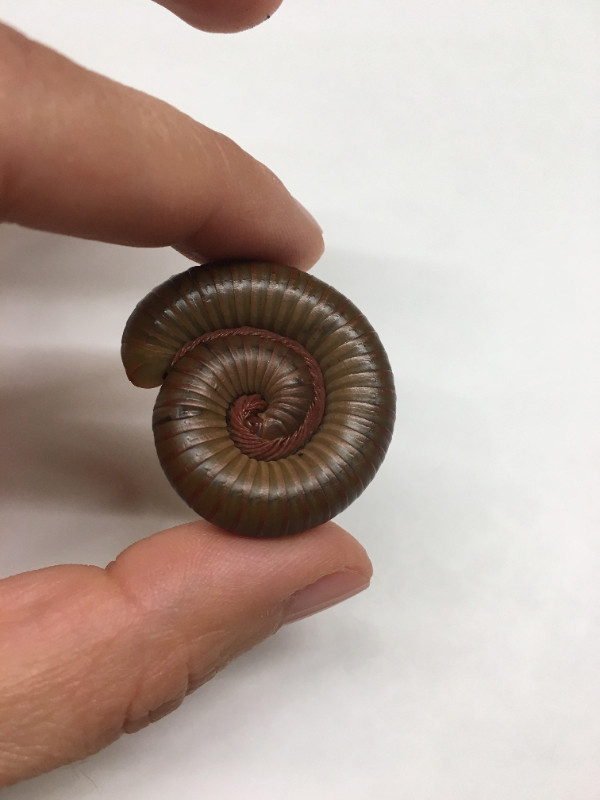 American Giant Millipedes (Narceus americanus) in Other Pets for Rehoming in Calgary - Image 4
