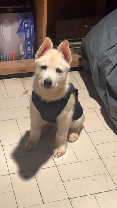 Urgent moving out! Husky and lab mix