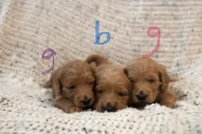 We have a small but mighty litter of 3 F1 Apricot Goldendoodle puppies ready for their new homes by...