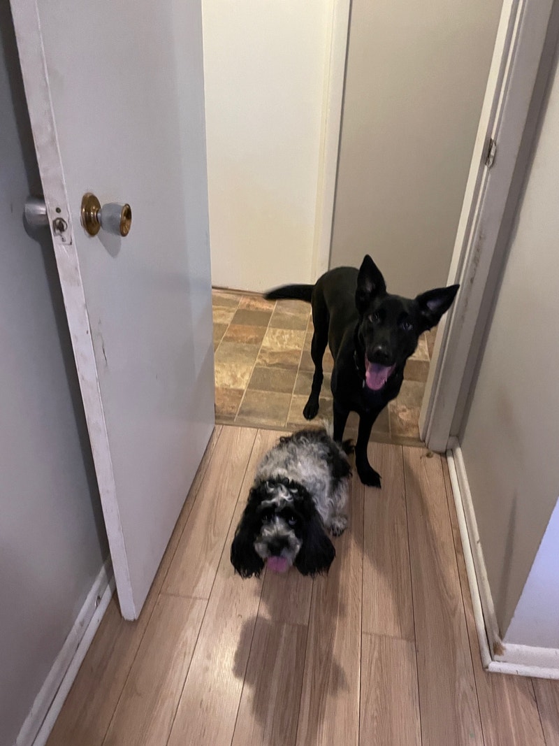 Need to be rehomed Other Pets for Rehoming Moncton Kijiji