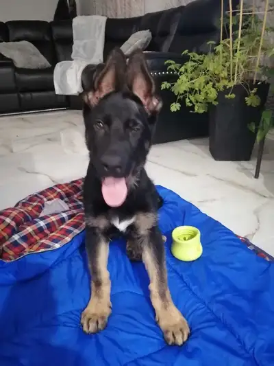Berger allemand pure race a vendre , View more
