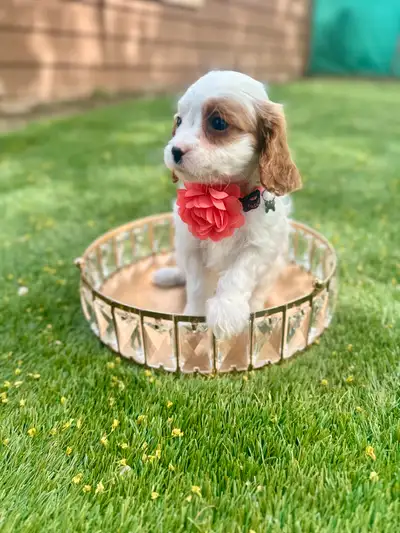 These Mini cavapoo puppies are ready to go a new home — For best response please contact me @ (647)...