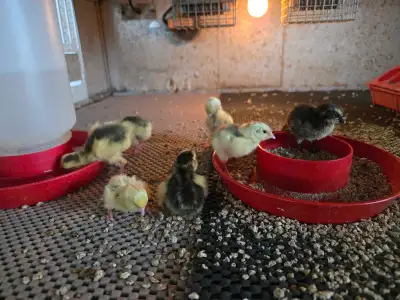 coturnix quail babies , View more