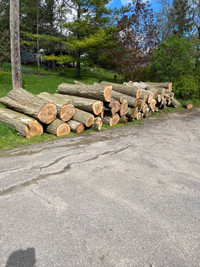 Pile of log for fir wood