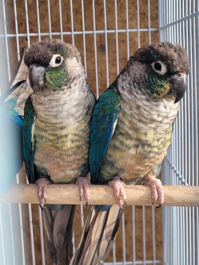 mutation Green cheek Conures  in Birds for Rehoming in Barrie - Image 2