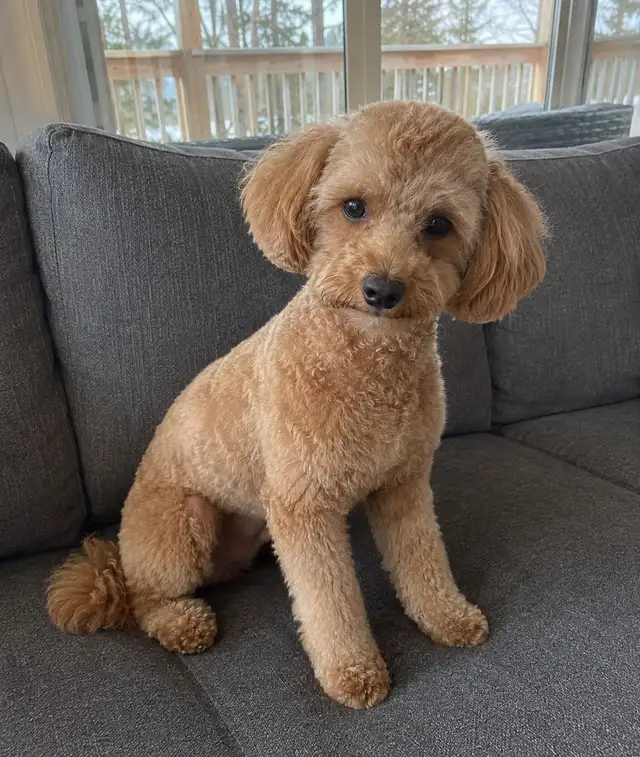Purebred male Poodle in Dogs & Puppies for Rehoming in Winnipeg - Image 2