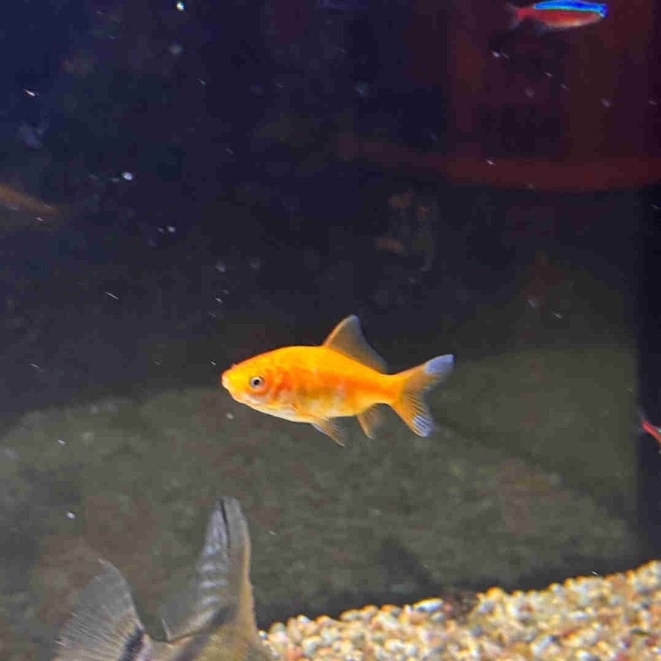 Gold fish | Fish for Rehoming | Delta/Surrey/Langley | Free local ...