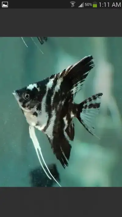 $ 7 Black Marble Angelfish, View more