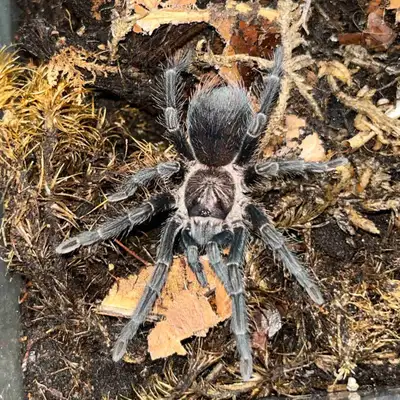 Phormictopus Sp. Dominican Purple A truly stunning species of Tarantula. known for its iridescent pu...