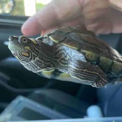Awesome Mississippi Map Male turtle (small species) + tank!, View more