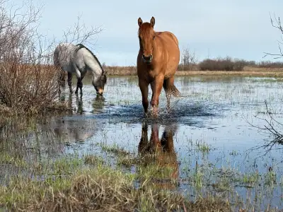 2023 Mare FS Nothing wrong with this gal, we are constantly evaluating our broodmare prospects and w...