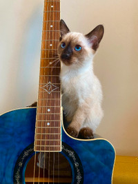 Chocolate Point Siamese Kittens