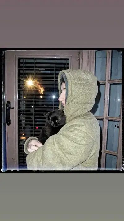 Toy -F1  Shiranian Male Puppy- Vet Approved, View more