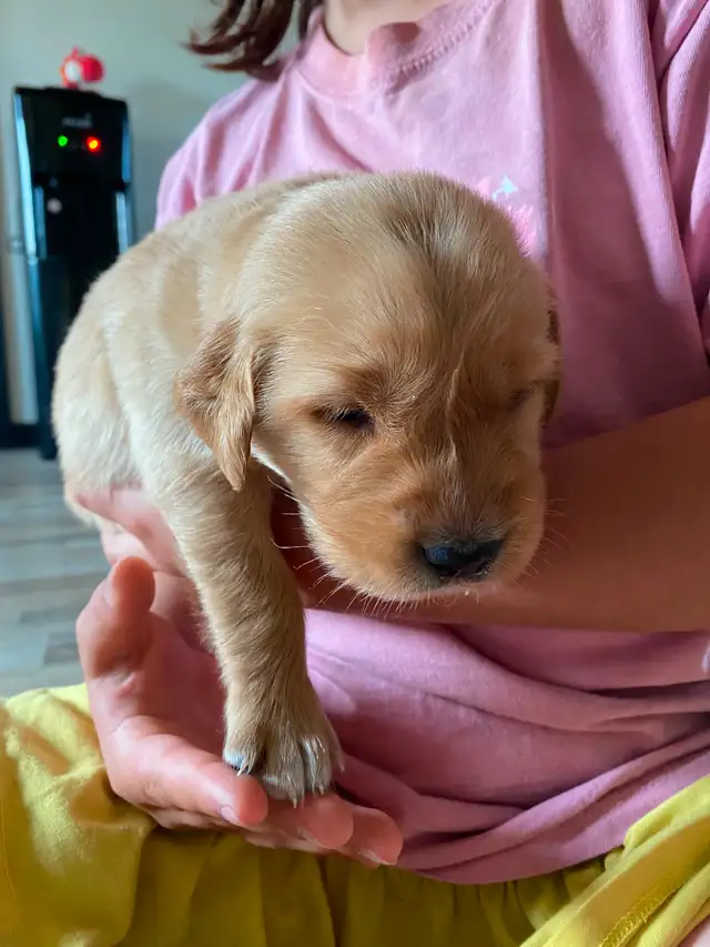 Golden retriever puppies in Dogs & Puppies for Rehoming in Winnipeg - Image 4