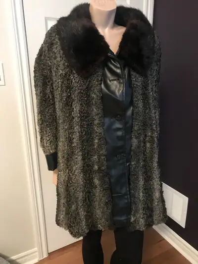 Taille comme un large Mouton de perse