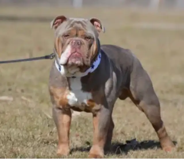 Olde English Bulldog puppies in Dogs & Puppies for Rehoming in Oshawa / Durham Region - Image 10