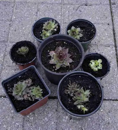 Succulent Plants, View more