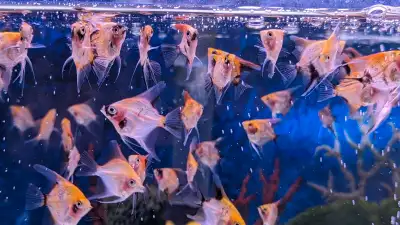 Baby koi angelfish, View more