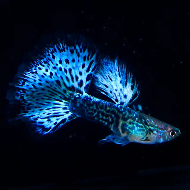 Love Guppies? Explore Our Incredible Selection! in Fish for Rehoming in Calgary - Image 5