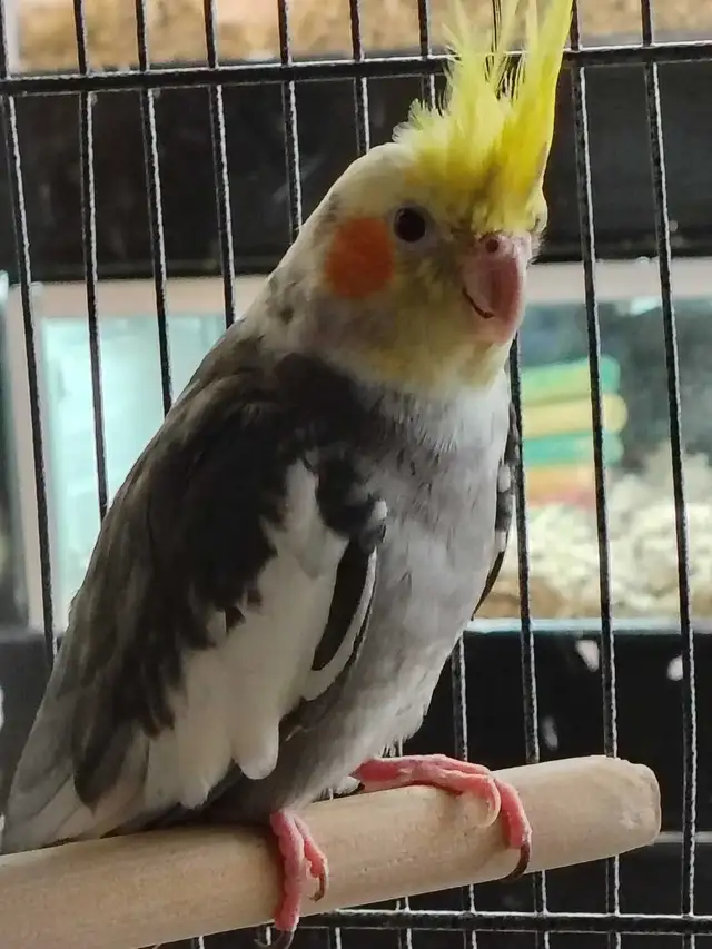 pied cockatiel in Birds for Rehoming in Kawartha Lakes - Image 3