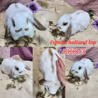 Pure holland lop bunnies