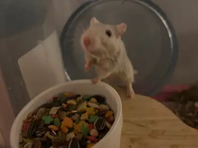 Female gerbil looking for a new home, View more