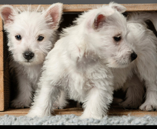 Westie Puppies in Dogs & Puppies for Rehoming in St. Albert - Image 2