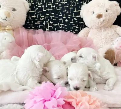 Upcoming  Maltipoo Waiting List, View more