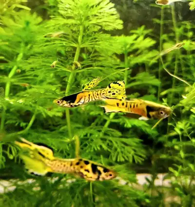 Tiger Endlers, View more