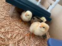 Baby chicks for sale