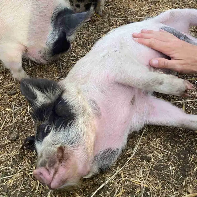 Kunekune Barrows in Livestock in Lethbridge - Image 2