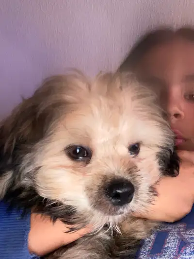 $500 12 week old last male adorable puppy left, View more