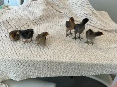 poussins de luxe de Race Orpington, View more