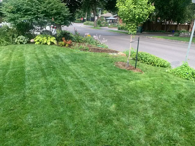 Yard Work in Westboro561546765817630728