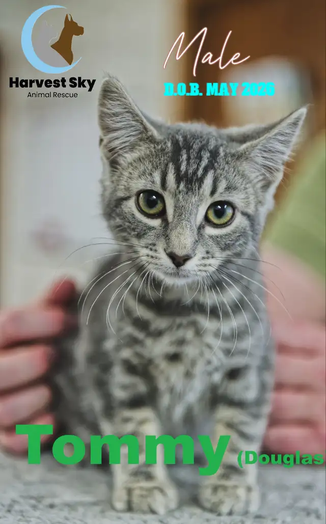 12 KITTENS & 9 CATS AVAILABLE - HARVEST SKY ANIMAL RESCUE | Registered ...