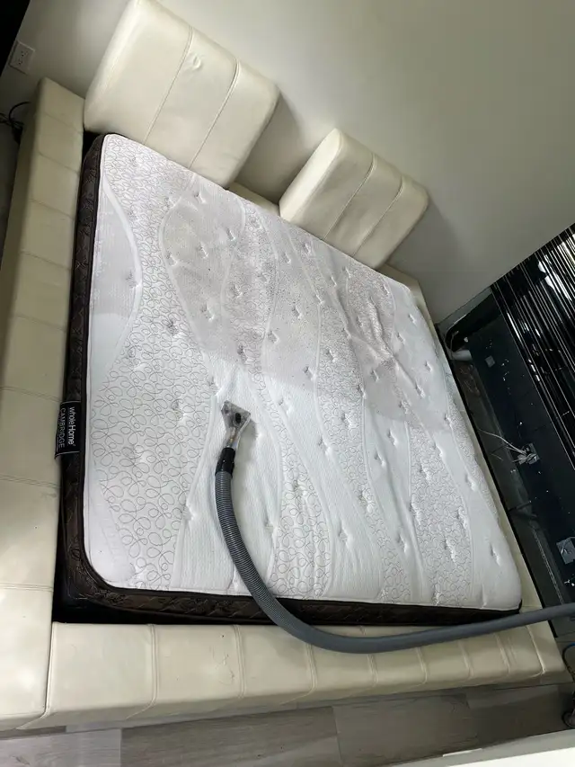 carpet and sofa and mattress cleaning 62865710835971123