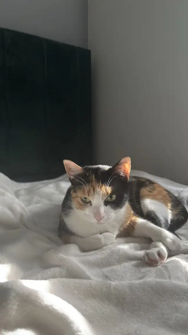 Sweet Calico Cat Looking for a Loving Home – Ottawa/Orléans