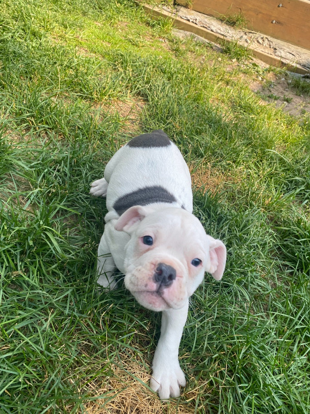 Olde English Bulldog Puppy in Dogs & Puppies for Rehoming in North Bay - Image 4