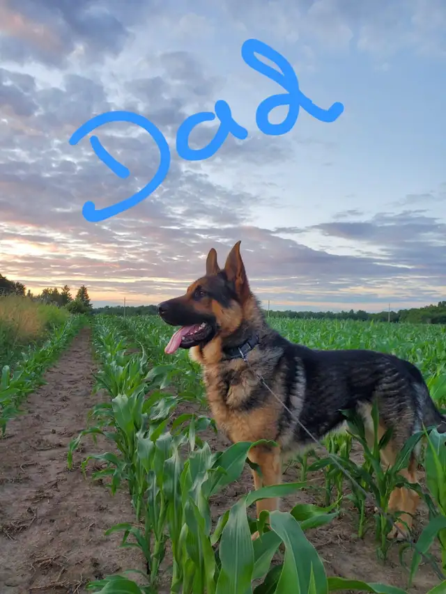 German Shephard puppies in Dogs & Puppies for Rehoming in Norfolk County - Image 3