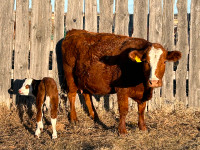10 cow/calf pairs for sale