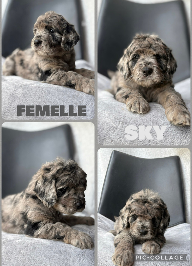 chiot goldendoodle moyen ❤️ ( caniche x golden retriever ) dans Chiens et chiots à adopter  à Lanaudière