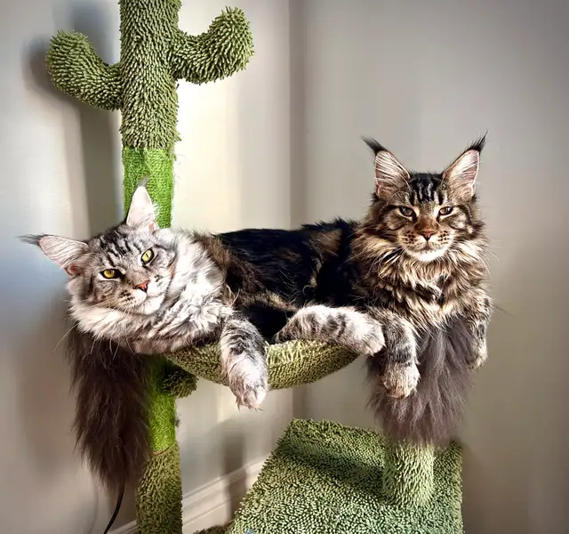 Maine Coon