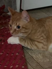 Male Ginger Kitten