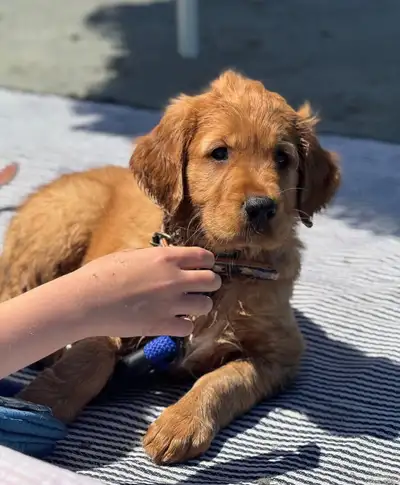 Beautiful Pure Golden Retriever Puppies, View more