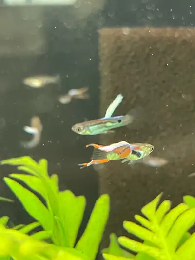 male and female endler guppies 1$, View more