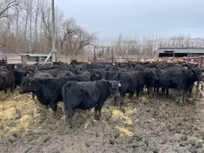 Top end open heifers ready to breed Weigh between 850-1000 lbs Blacks reds tans white Double vaccina...