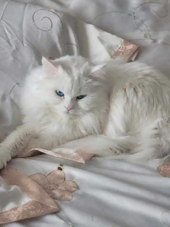 chat pure race himalayenne in Cats & Kittens for Rehoming in City of Montréal - Image 3