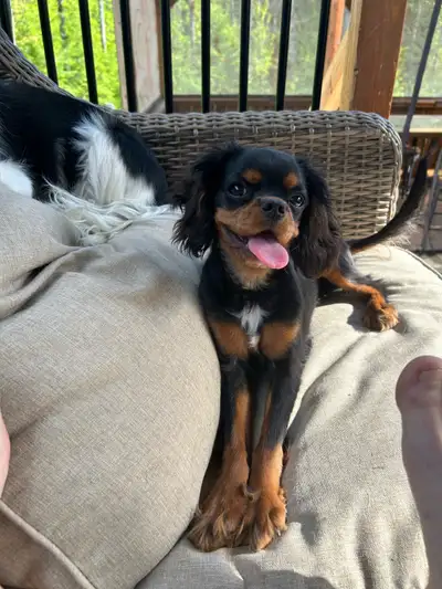 cavalier ou Pomeranien x caniche, View more